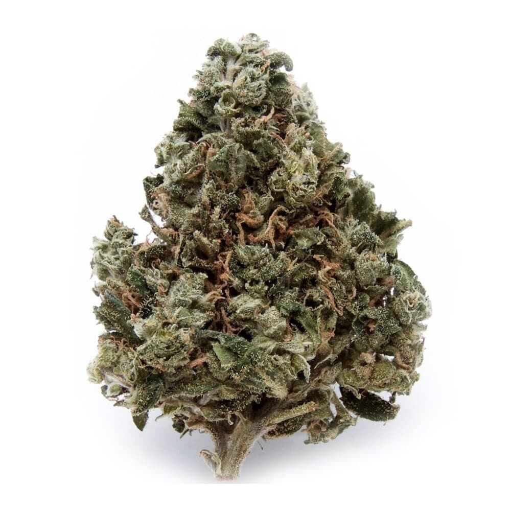 pear*holly*hemp専用　PC Buy Pineapple Haze Feminized by Seed Supreme | SeedSupreme
