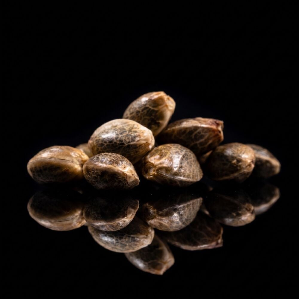 Gelato THCa + Seeds Bundle | Seed Supreme