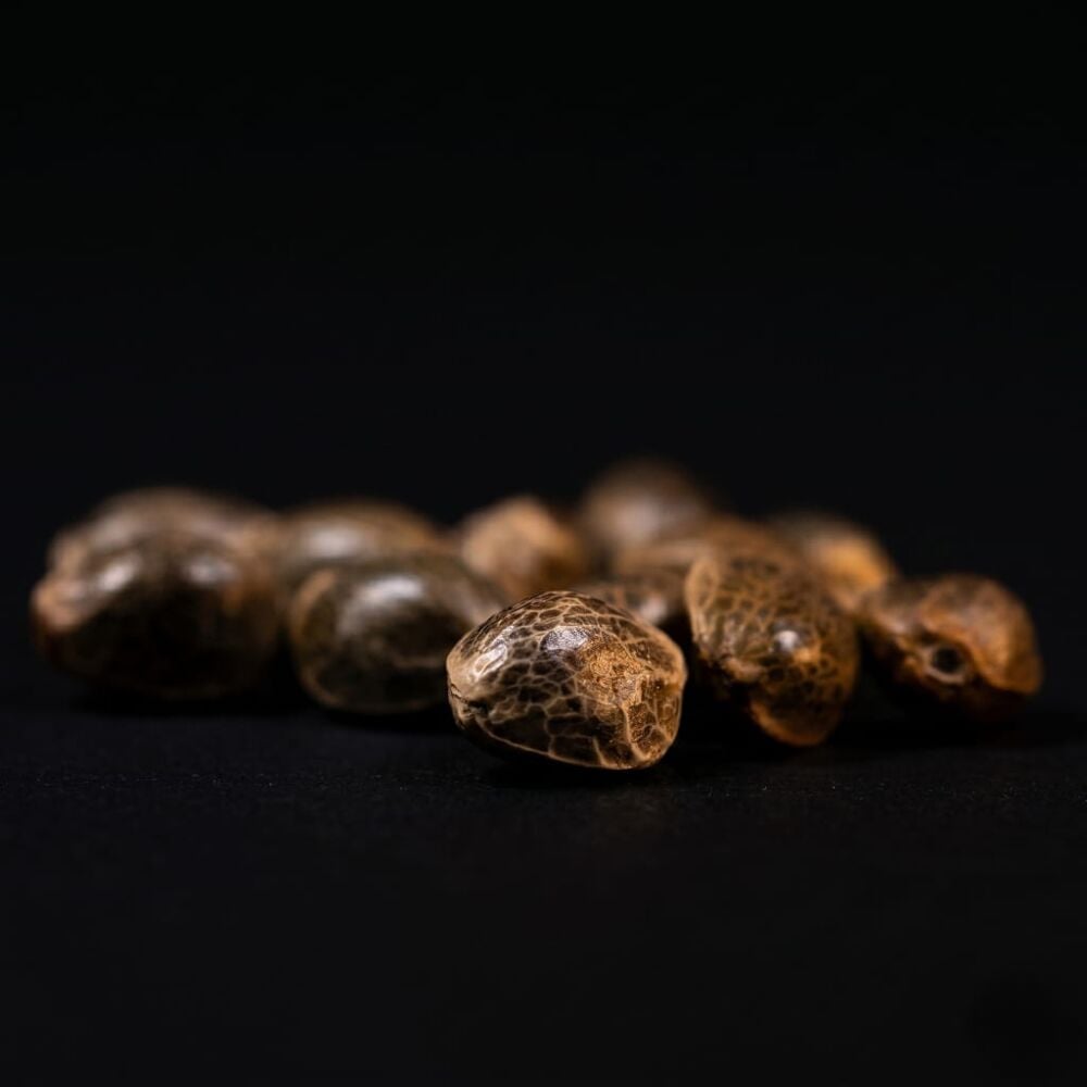Buy GG 4 x Zkittles Feminized Seeds by Seed Supreme | SeedSupreme