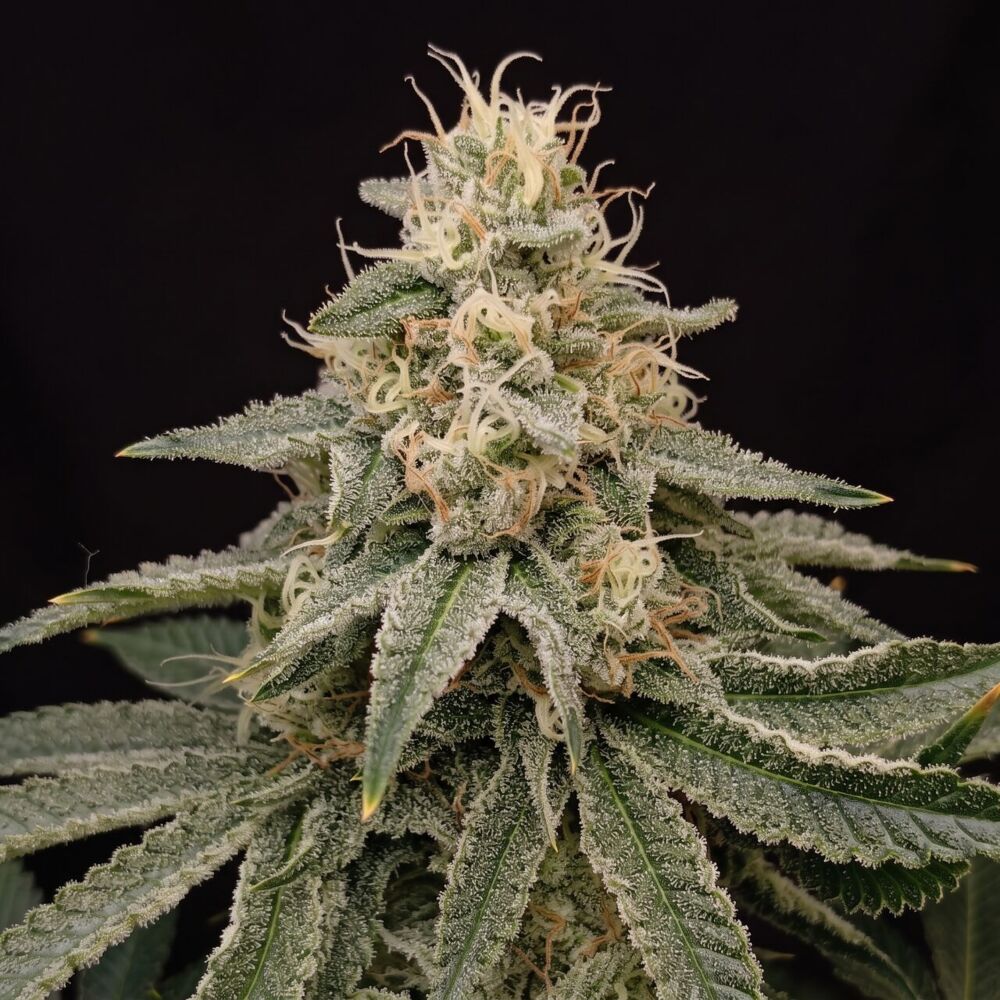『new改良版』H4CBH×CRDP 1ml Sweet Skunk Buy Skunk Fast Version Seeds by Seed Supreme | SeedSupreme
