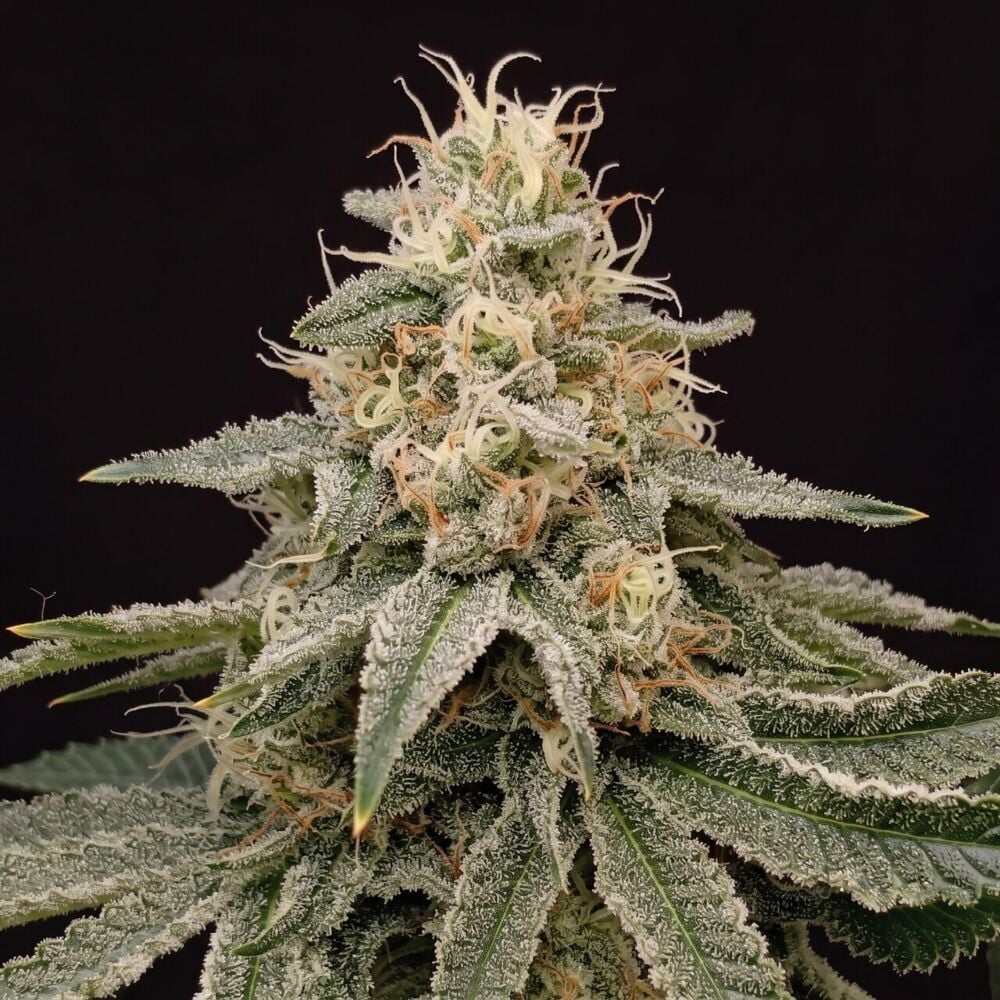 Buy Skunk Fast Version Seeds by Seed Supreme | SeedSupreme