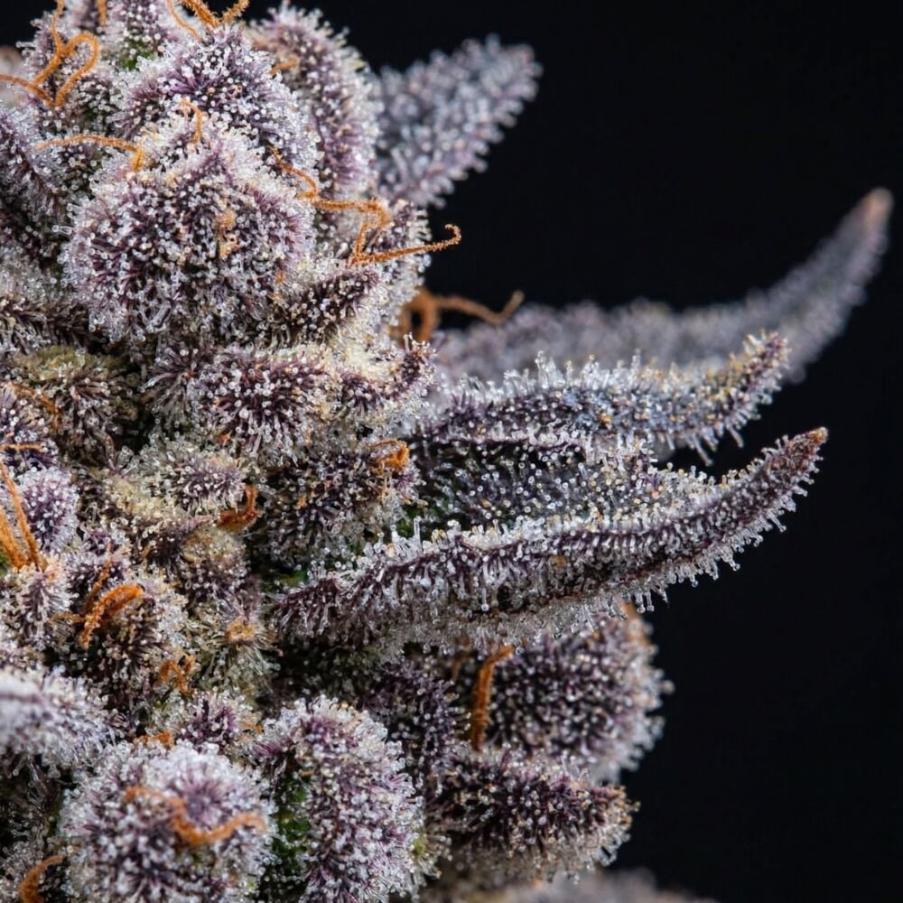 Buy Tropicana Cookies Purple Feminized Seeds by Seed Supreme