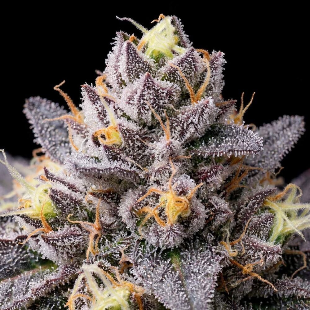 Buy Zkittlez Autoflower Seeds by Seed Supreme | SeedSupreme