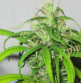 Holy Smoke Seeds Bhutanese Thimphu Regular