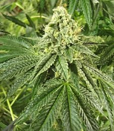 Cali Connection Tahoe OG Kush Regular