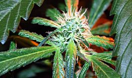 Kaliman Seeds Cheese #1 Regular