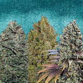 00 Seeds 00 Female Collection #3