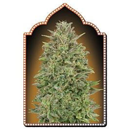 00 Seeds 00 Skunk Feminized