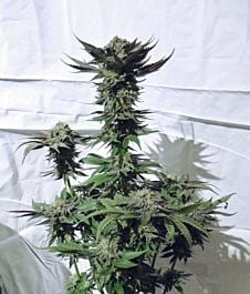 Soma Seeds Free Tibet Regular