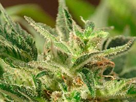 Flash Auto-Flowering Seeds Tutti Frutti Autoflowering Feminized