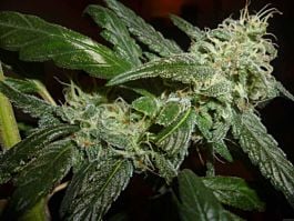SINCITY Seeds Alien Nightmare Regular