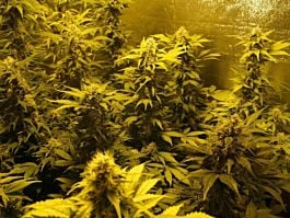 Sensi Seeds Hash Plant Regular