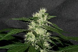 Alpine Seeds Sweet Chunk BX1 Regular