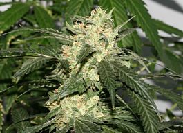 Alpine Seeds Sweet Pink Grapefruit Regular