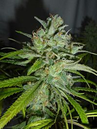 SINCITY Seeds The REM Feminized