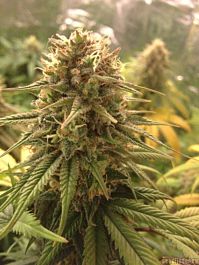 Sagarmatha Seeds Strawberry D-Lite Feminized
