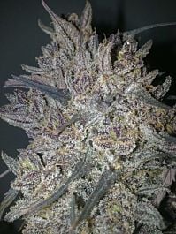 World of Seeds Ketama Feminised