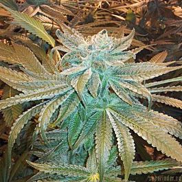 SINCITY Seeds Petroleum Nightmare Feminized