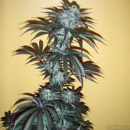 SINCITY Seeds Alien's Jack'd Up Regular