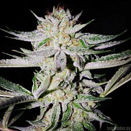 SINCITY Seeds Night Fire OG Regular
