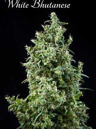 Mandala Seeds White Bhutanese Feminized