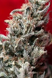 Reggae Seeds O' Haze Red Feminized