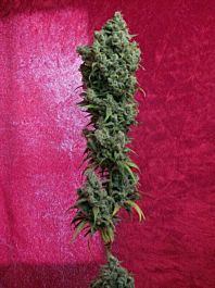 Reggae Seeds Respect Regular