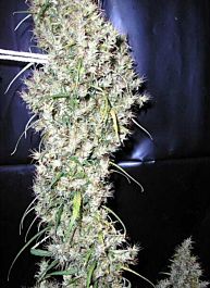 CannaBioGen Sud Africa Regular