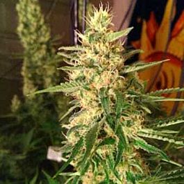 Dr Krippling The Incredible Bulk Feminized