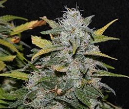 Alpine Seeds Sweet Pink Grapefruit Feminised
