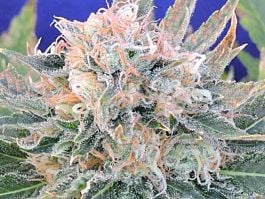 Original Sensible Seeds Auto Blueberry Ghost OG Feminized