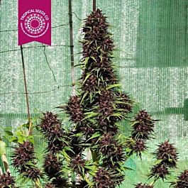Tropical Seeds Smooth Smoke Regular