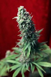 Reggae Seeds Blackdance Feminized