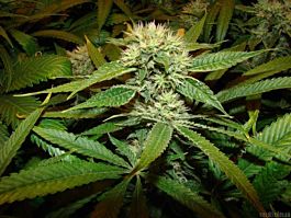 Soma Seeds Afghan Delight Regular