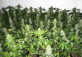 ZAMBEZA Seeds Feminized Mix