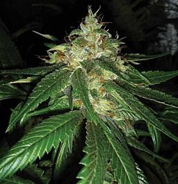 DNA Genetics Rocklock Regular