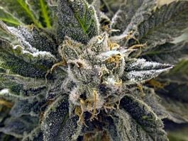 BC Bud Depot BC God Bud Regular