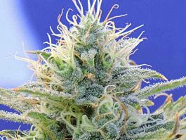 Original Sensible Seeds Auto Ghost OG Feminized