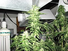 Sagarmatha Seeds Indica XXL Feminized