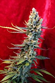 Reggae Seeds Revolution Regular