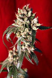 Reggae Seeds Roots Regular