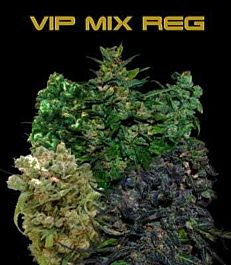 VIP Seeds VIP Mix Regular