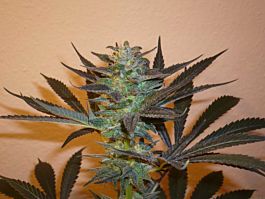 KC Brains Mind Bender Regular