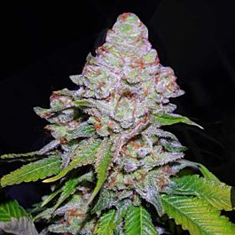 VIP Seeds White Berry Feminized