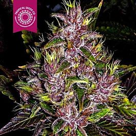 Tropical Seeds Towerful Feminised