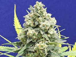 Original Sensible Seeds White Critical Feminized