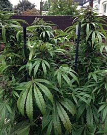 Female Seeds Outdoor Mix Feminized