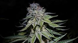 DNA Genetics Chocolope Kush Feminized