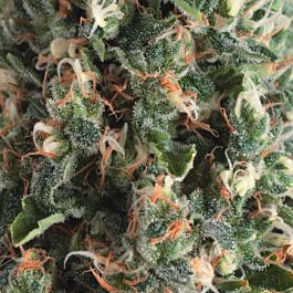 Pyramid Seeds Auto Super OG Kush Feminized