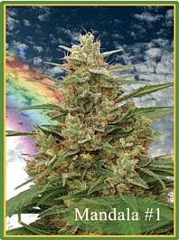 Mandala Seeds Mandala #1 Regular